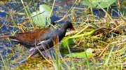 02 - Everglade NP (52) Gallinule poule-d'eau